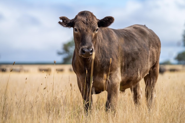 Een bruine koe staat in een veld met hoog gras.