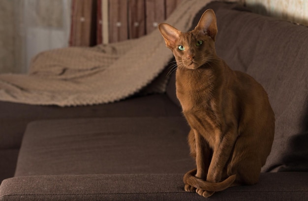 Een bruine oosterse kat zit gracieus op de bank