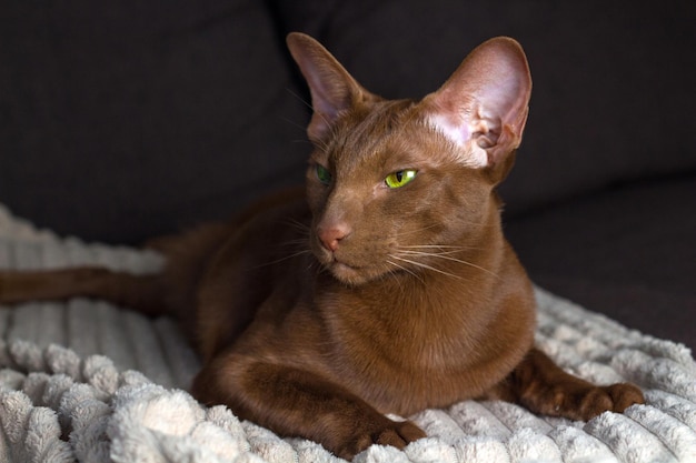 Een bruine Oosterse kat zit sierlijk op de bank.