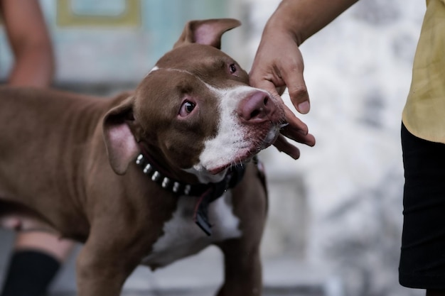 Een bruine pitbullhond die de eigenaar uitnodigt om te spelen en te wandelen in de stad