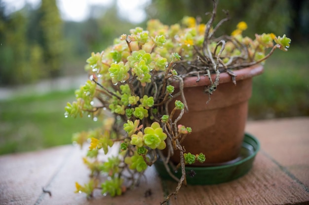 Een bruine pot met groene bloemen staat op een tafel tegen een achtergrond van bomen