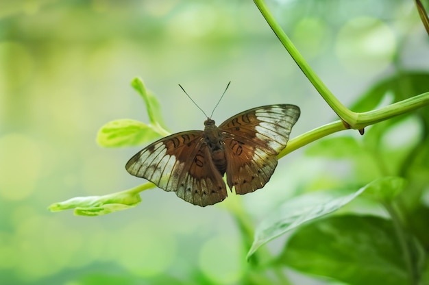 Een bruine vlinder Euthalia aconthea