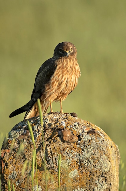 Een bruine vogel met een zwarte snavel zit op een rots.