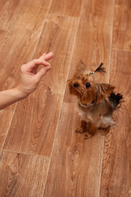 Een bruine yorkshire terriër zit op de grond en kijkt naar het eten in zijn hand