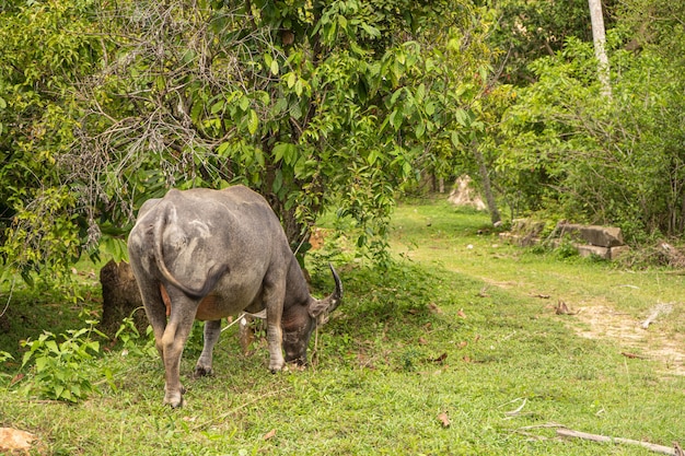 Een buffel met grote hoorns graast op het gazon in een groene tropische jungle