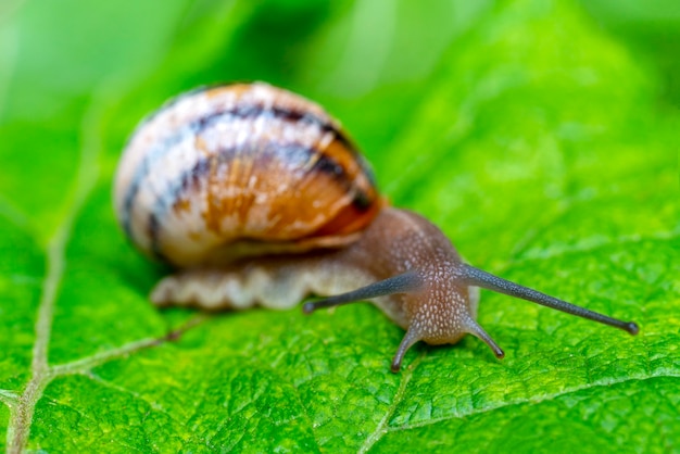 Een buikpotige weekdierslak met hoorns kruipt op een groen blad.