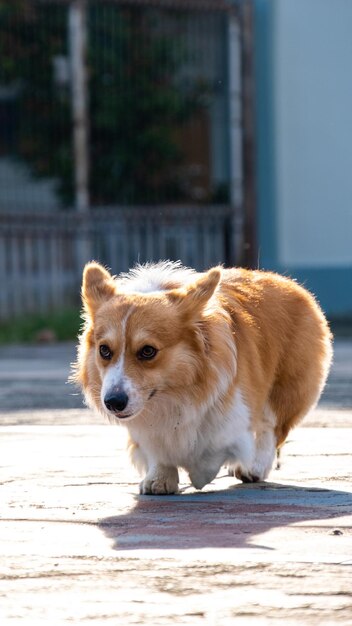 Een buitenfotoshoot voor huisdierenfotografie Pembroke welsh pluizige corgi-hond die in het park in de ochtendzon schijnt