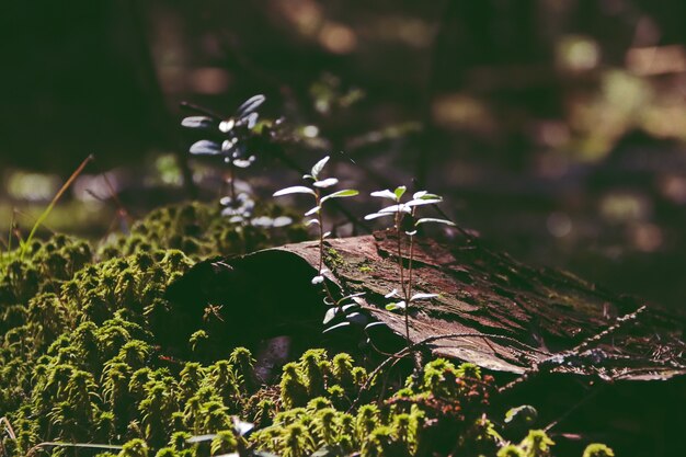 Een bult in het bos met een stuk schors bedekt met groen mos en gras