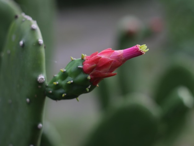 Een cactus met een bloemknop die rood en groen is.