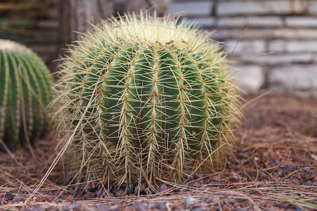 Een cactusbloem in natuurlijke omstandigheden. Sacculents. Detailopname