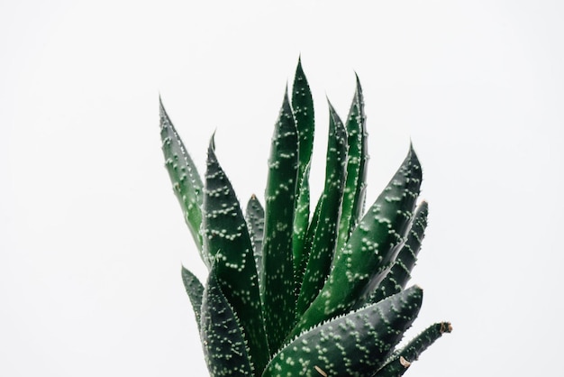 Een cactusplant met regendruppels erop en een bewolkte lucht op de achtergrond.