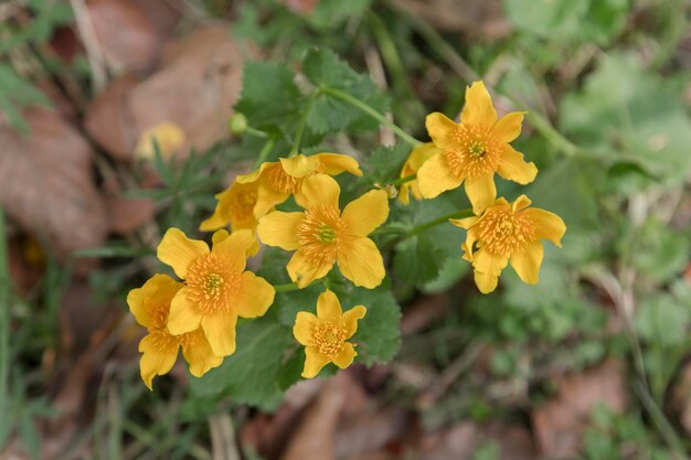 Een Caltha palustris-bloem die bekend staat als marshmarigold is een kleine tot middelgrote meerjarige kruidachtige plant van de boterbloemfamilie die inheems is in moerassen, sloten en natte bossen