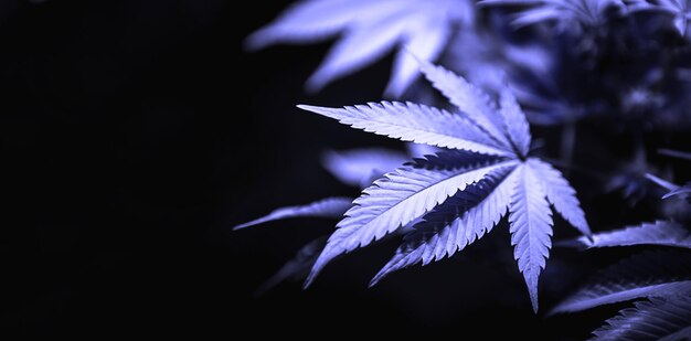 Een cannabisstruik in paars getint zeer peri. Medicinale marihuanabladeren van de Jack Herer-variëteit zijn een hybride van sativa en indica. Een huisplant kweken