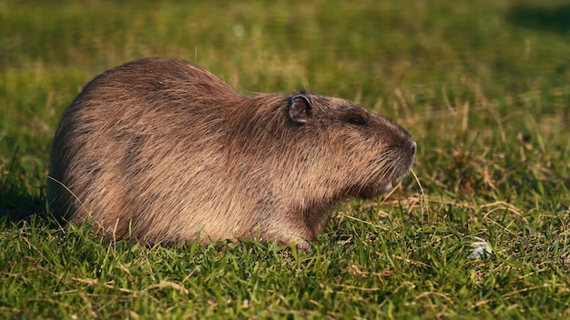 Een capibara zit in het gras