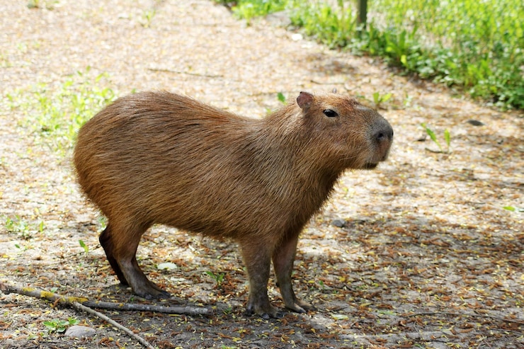 Foto een capybara.