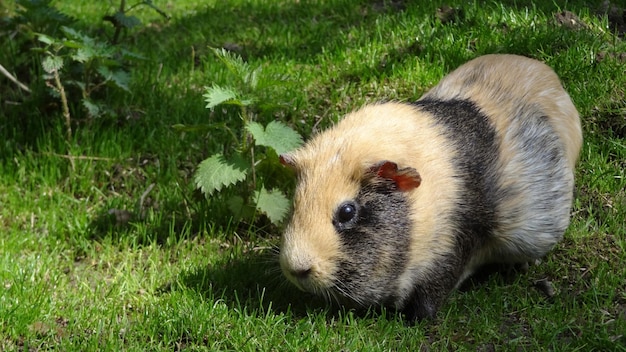 Een cavia in het gras