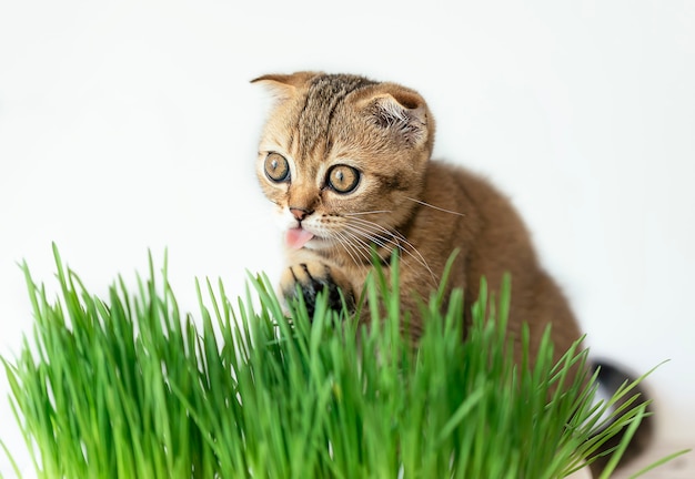 Een charmant rkitten zit naast een groen vers gras