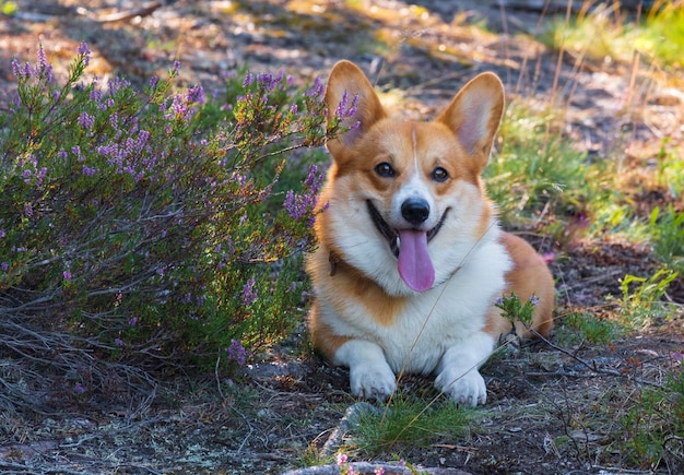 Een charmante hond van het Corgi-ras ligt met zijn tong uitgestoken in de natuur in de schaduw in de zomerse hitte