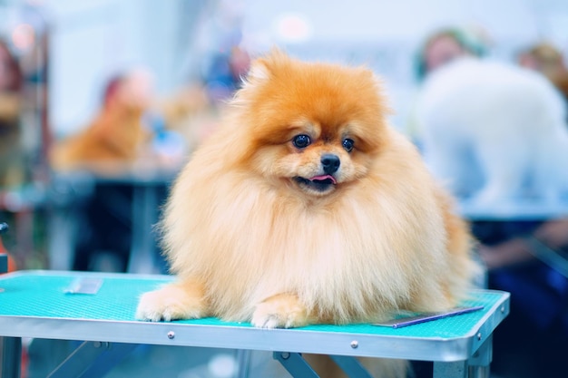 Een charmante roodharige pomeranian ligt op tafel te wachten op een trimmer