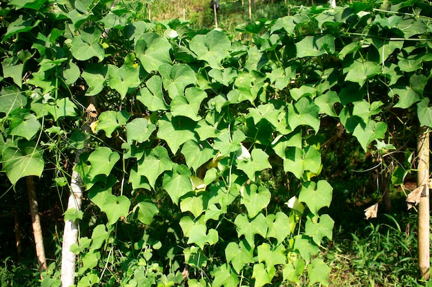 een chayote groenteboom met veel bladeren