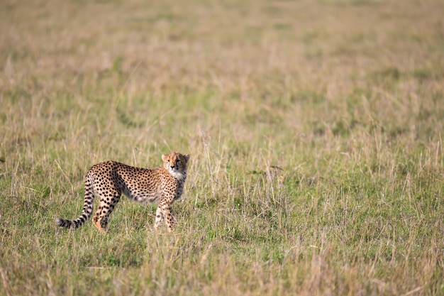 Een cheetah in het graslandschap tussen de struiken