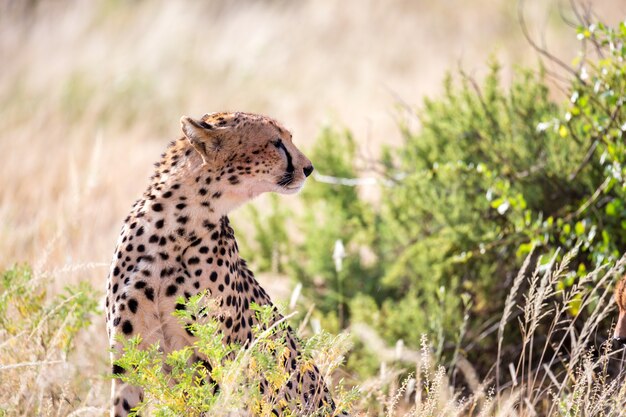 Foto een cheetah in het graslandschap tussen de struiken