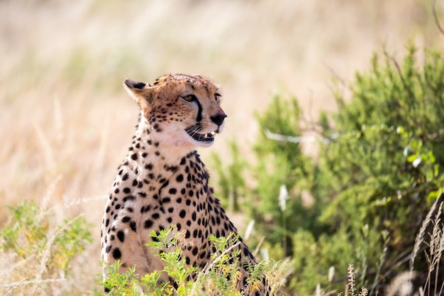 Een cheetah in het graslandschap tussen de struiken