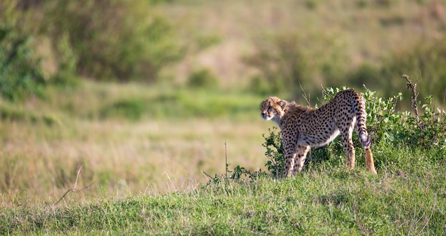 Een cheetah loopt tussen gras en struiken in de savanne van Kenia