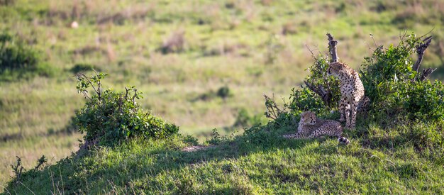 Een cheetah-moeder met twee kinderen in de Keniaanse savanne