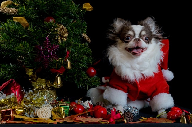 Een chihuahua-hond die een rood kerstmankostuum draagt met een geschenkdoos en naar de camera kijkt. geïsoleerd op zwarte achtergrond. gelukkig nieuwjaar en merry christmas-concepten.