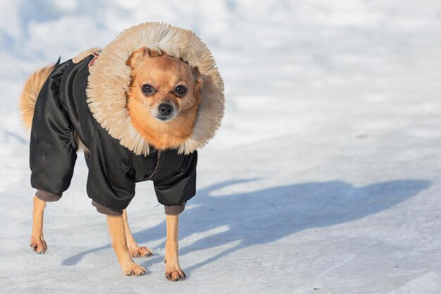 Een Chihuahua hond in een winterjas loopt in de sneeuw