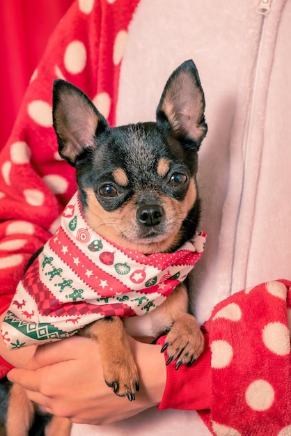 Een chihuahua-hond is in de handen van een meisje Chihuahua in een kerstbandana