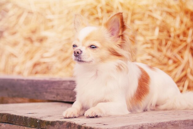 Een chihuahua ligt op een houten basis op een rietje achtergrond Een klein ras hond op een zonnige dag