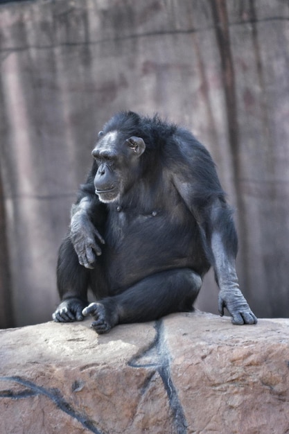 Een chimpansee ontspant zich op een rotsformatie
