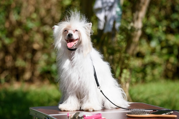 Een Chinese Crested Powder Puff-hond zit op een tafel die buiten staat tegen de achtergrond van bomen.