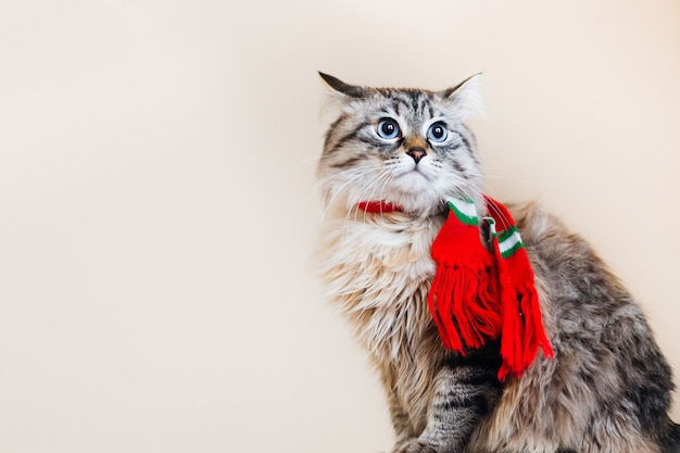 Een chique kat met een sjaal om de nek zittend op de achtergrond van de muur