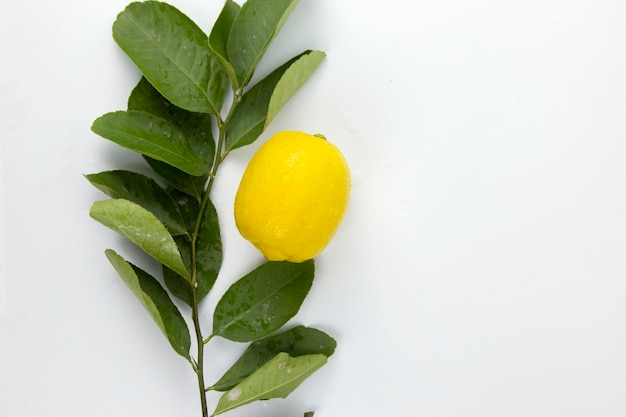 Een citroenfruit met bladeren isoleert op een witte achtergrond een tak van citroenfruit op het bovenaanzicht