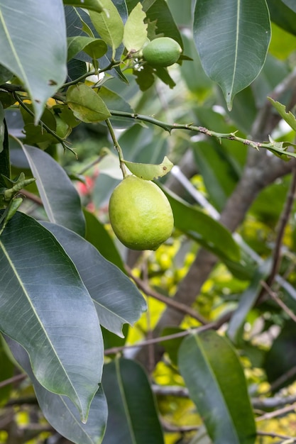 Een citroentak met een biologische citroen in de tuin