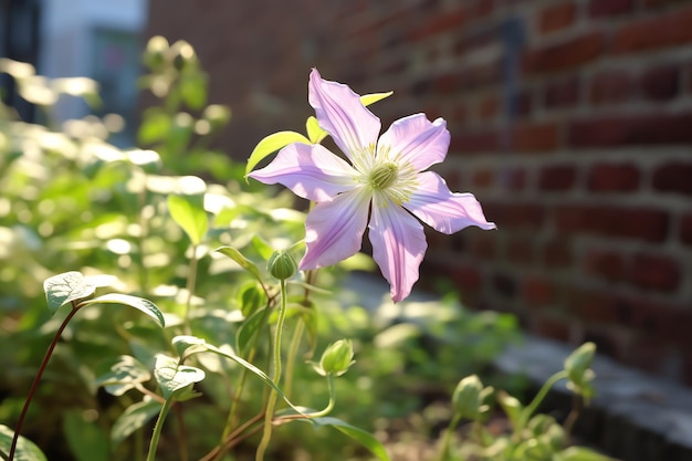 Een clematisbloem op een tuinmuurbehang