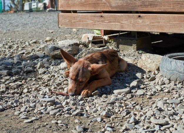 Een close-up die van een verdwaalde hond is ontsproten die op een grindige grond ligt