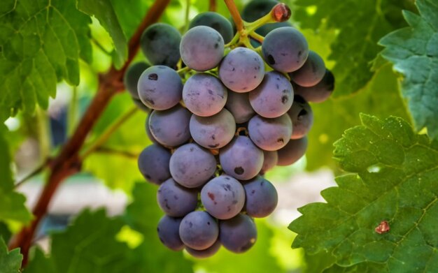 Een close-up foto van druiven met hoge resolutie Fruit met levendige kleuren ontwaken verlangen