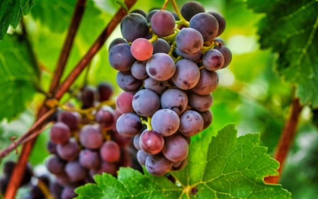 Een close-up foto van druiven met hoge resolutie Fruit met levendige kleuren ontwaken verlangen