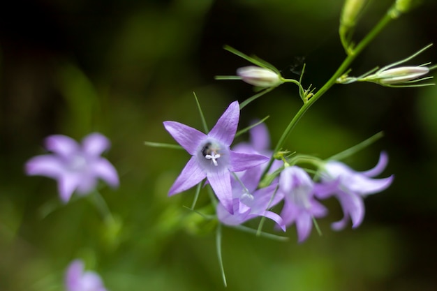 Een close-up foto van een campanula patula