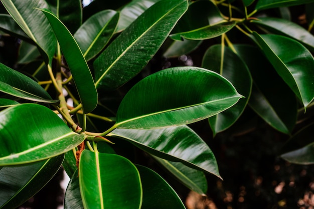 Een close-up foto van een grote verse groene ficus elastica bladeren