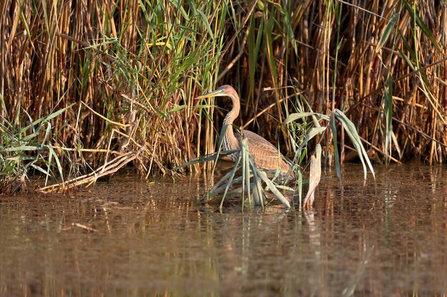 Een close-up foto van een paarse reiger (Ardea purpurea) die op een riet staat in een natuurlijke habitat.