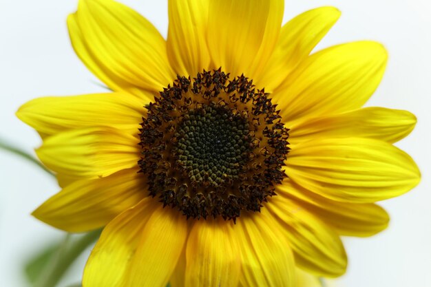 een close-up heldergele zonnebloemen met een witte achtergrond
