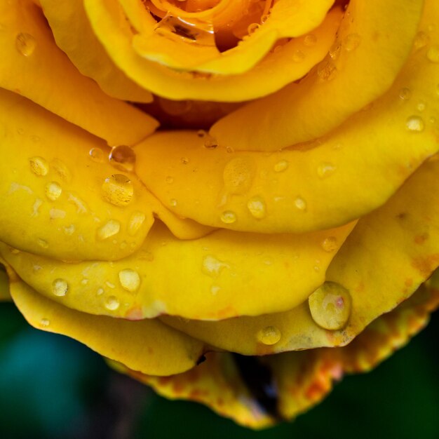 Een close-up macro-opname van een gele roos in de tuin als natuurconcept