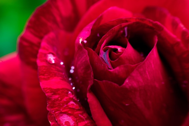 Een close-up macro-opname van een rode roos in de tuin als natuurconcept