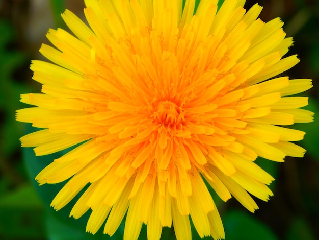 Foto een close-up overhoop van een gele bloem