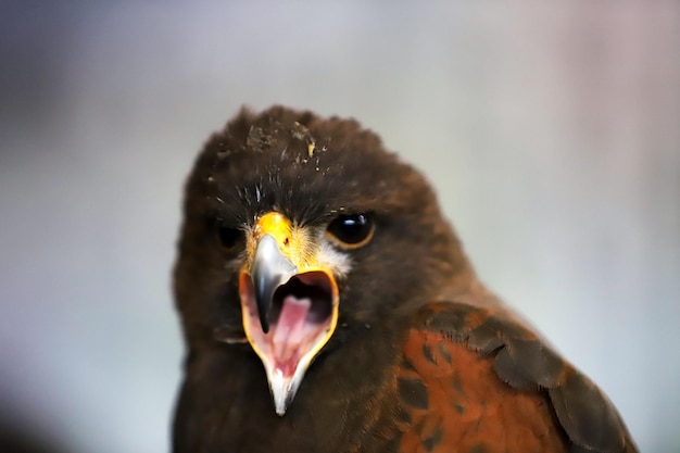 Foto een close-up portret van een adelaar